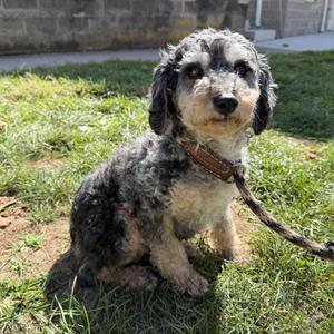 Nina, Poodle, young, available for adoption