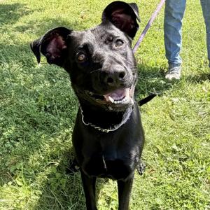 Girlie, Black Labrador Retriever, puppy, available for adoption