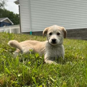 Lu, Labrador Retriever / Husky, puppy, available for adoption