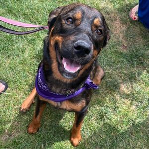 Sable, Rottweiler, adult, available for adoption