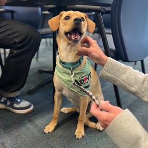 Ridge, Corgi, Pembroke Welsh, adult, available for adoption