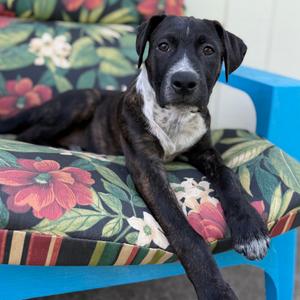 Rosie, Pointer, German Shorthaired, puppy, available for adoption
