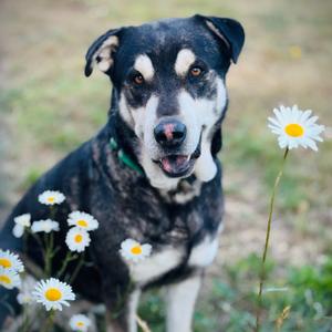 Grover, Malamute, Alaskan, adult, available for adoption