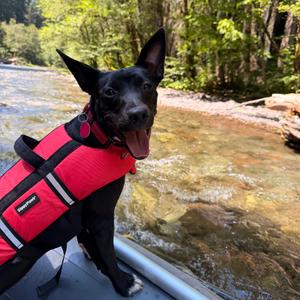 June Bug, Mixed Breed (Medium), adult, available for adoption