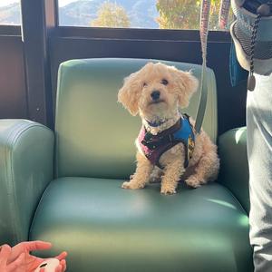 A small, fluffy dog wearing a harness sits on a green chair. The dog has light-colored fur and is looking towards the camera. A person's hand is visible in the foreground, and a window with a view of trees and mountains can be seen in the background.