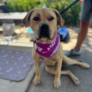 Chalupa, Bulldog, American, adult, available for adoption