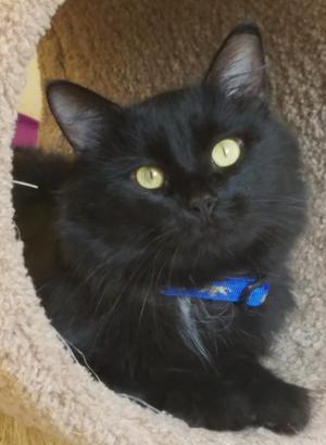PAWS Humane Society