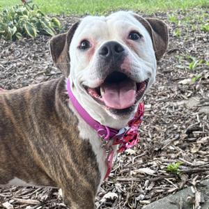 Dolly, American Bully, adult, available for adoption