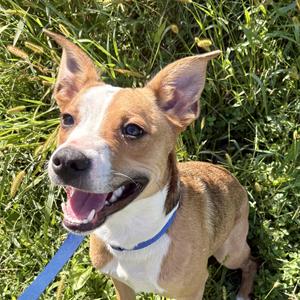 Gizmo, Terrier / German Shepherd Dog, young, available for adoption