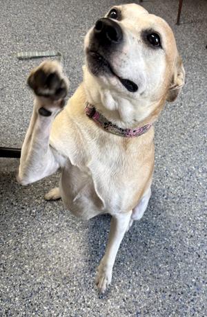 A light-colored dog with a patterned collar is sitting on a gray surface, raising its front paw as if waving. The dog has a happy expression with its mouth slightly open and is looking upwards.