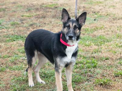 Integrity, German Shepherd Dog, adult, available for adoption