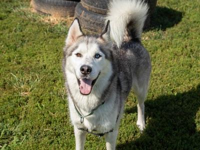 Balto, Husky, adult, available for adoption