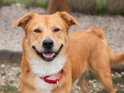 Morbeus, Golden Retriever/Labrador Retriever, adult, available for adoption