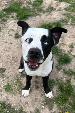 Aero, Husky/Labrador Retriever, adult, available for adoption