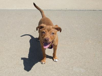 A brown dog with a wagging tail standing on a concrete surface, looking up with its mouth open and tongue out.