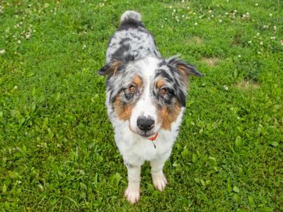 Ridley, Australian Shepherd, adult, available for adoption
