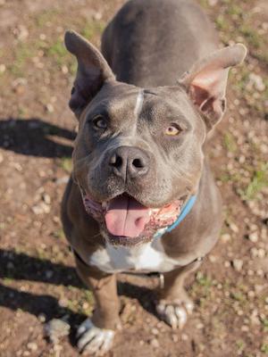 A gray pit bull dog with white markings on its chest and paws, looking up at the camera with its tongue out and ears perked.