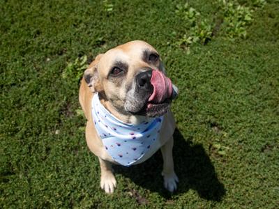 Lilah, Mastiff, senior, available for adoption