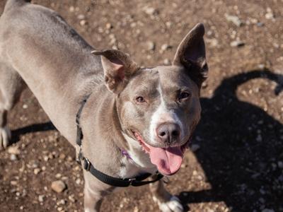 Bria, Pit Bull Terrier/Mixed Breed, adult, available for adoption