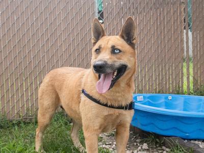 Paula, Husky/Mixed Breed, adult, available for adoption