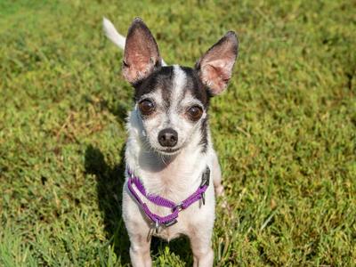 Bohdi, Chihuahua, senior, available for adoption