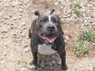 Laila, Pit Bull Terrier, adult, available for adoption