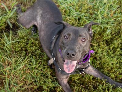 Jia, Pit Bull Terrier/Mixed Breed, adult, available for adoption