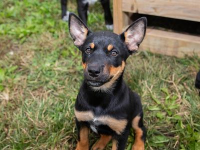Pumpkin Spice, Labrador Retriever/Mixed Breed, puppy, available for adoption