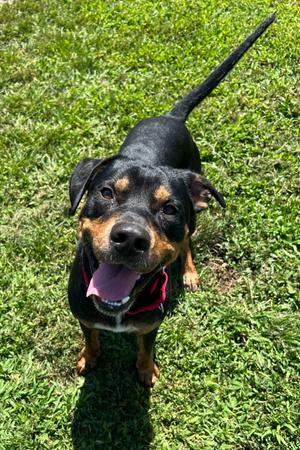 Shrimp, Rottweiler/Mixed Breed, adult, available for adoption