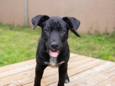 Apple Butter, Labrador Retriever/Mixed Breed, puppy, available for adoption