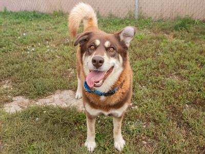 A brown and white dog with a blue collar standing on grass, smiling with its tongue out.