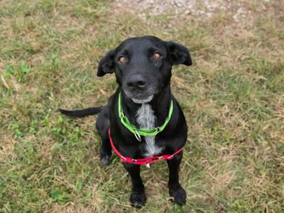 A black dog with a white chest and a green collar, wearing a red harness, sitting on grass and looking up.
