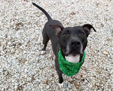 Felyx, Labrador Retriever/Mixed Breed, senior, available for adoption
