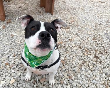 Kugel, American Staffordshire Terrier, senior, available for adoption
