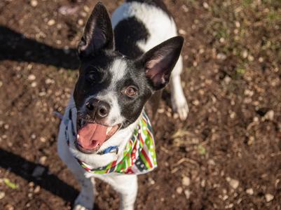 Sharky, Border Collie/Mixed Breed, young, available for adoption