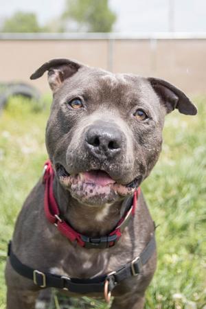 Kuron, American Staffordshire Terrier, senior, available for adoption