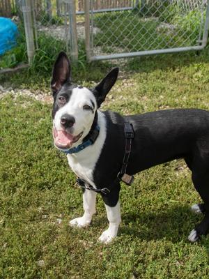 Where, Pit Bull Terrier/Border Collie, young, available for adoption