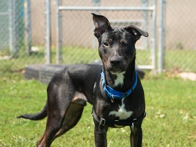 Elmer, Pit Bull Terrier, adult, available for adoption