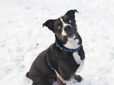 Knox, Husky/Mixed Breed, adult, available for adoption