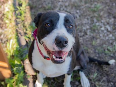 Opal, Pit Bull Terrier/Border Collie, young, available for adoption