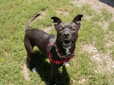 Kemi, Pit Bull Terrier, adult, available for adoption