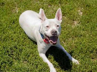 Snow, Pit Bull Terrier/Mixed Breed, adult, available for adoption
