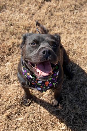Jet, American Staffordshire Terrier, senior, available for adoption