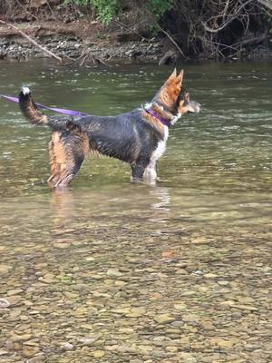 A dog standing in a shallow river, with its body partially submerged in water. The dog has a black and brown coat, with a white chest and legs. It is wearing a collar and a leash. The riverbed is visible through the clear water, and the background shows a natural, wooded area.