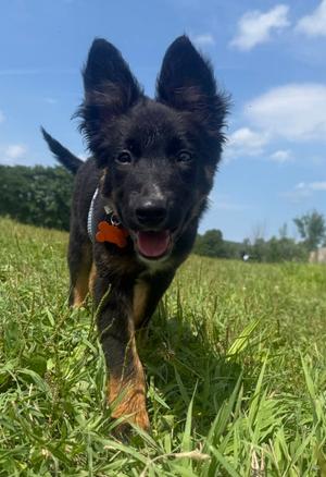 Topo, Australian Shepherd / Border Collie, young, available for adoption