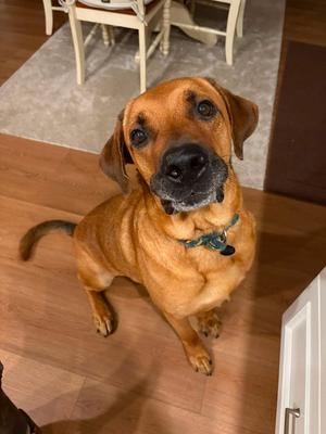 Tucker, Labrador Retriever / Rhodesian Ridgeback, adult, available for adoption