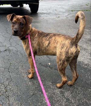 Tiggy, Boxer, young, available for adoption