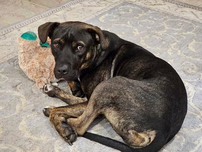 Jack, American Pit Bull Terrier, adult, available for adoption