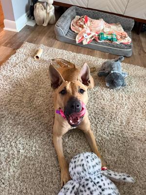 A brown dog with a pink collar lying on a beige carpet, surrounded by toys and a dog bed in the background.