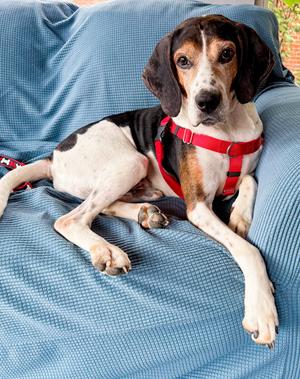 Norman, Hound, senior, available for adoption